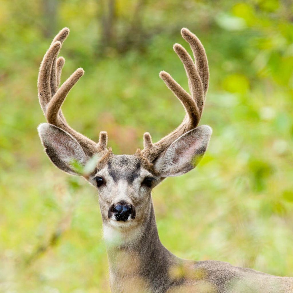 mule deer