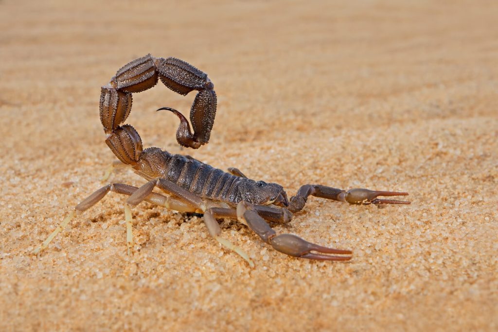 Scorpion in Death Valley