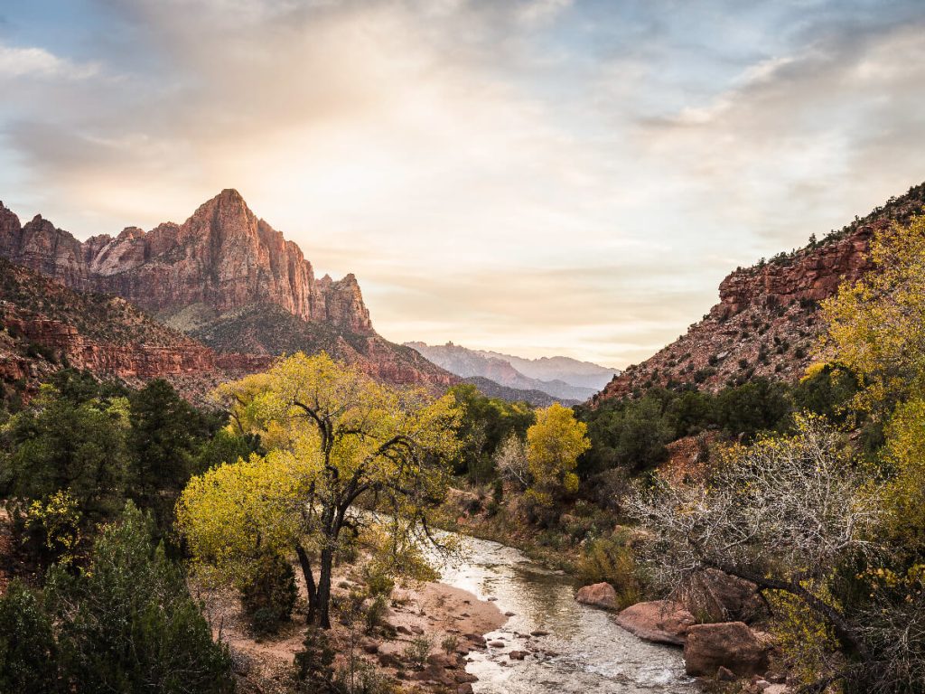  Flora in Zion National Park